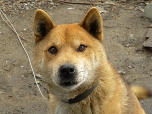 看板犬ツヨシ②