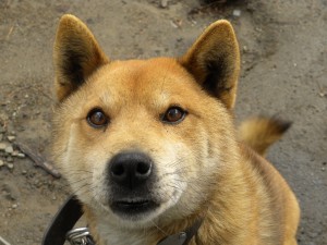 看板犬ツヨシ①