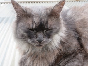 受付嬢ショコラ2