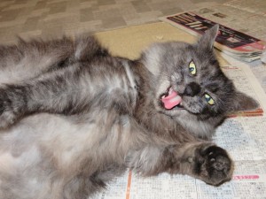 ショコラ新聞を読むその2