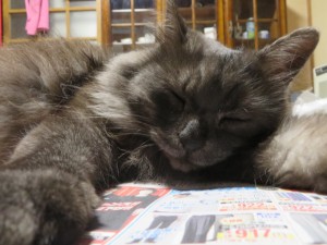 ショコラ新聞を読むその4