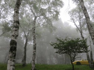 美ヶ原高原白樺平