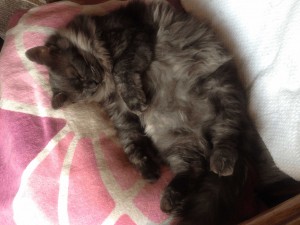 ｼｮｺﾗお昼寝中