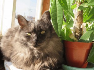 腹減ったｼｮｺ01 