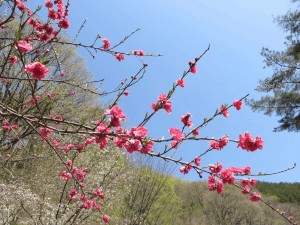 新緑の安曇野路02