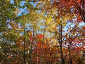 信州の秋pict-IMG_0037