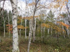 美ヶ原山系の紅葉 pict-img_1411