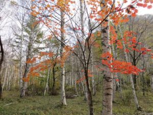 美ヶ原山系の紅葉 pict-img_1414