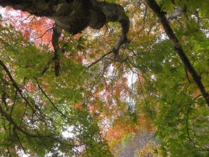 蓼科高原 pict-img_1445